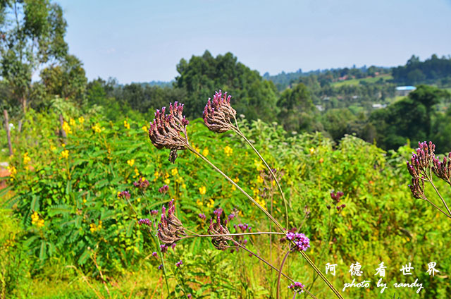 kericho3D7000 016.JPG kericho3D7000 016.JPG