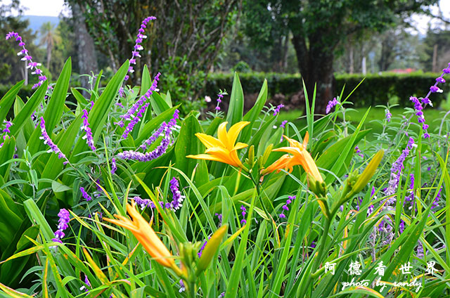 kericho3D7000 144.JPG kericho3D7000 144.JPG