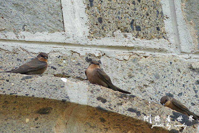 kericho3FZ200 (22).JPG kericho3FZ200 (22).JPG