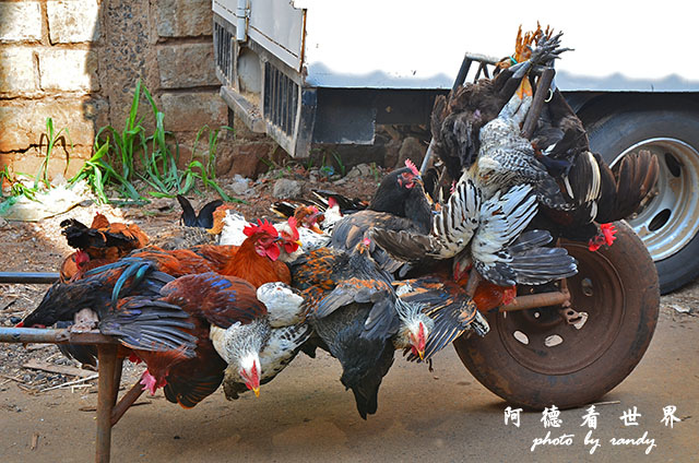 kericho3D7000 180.JPG kericho3D7000 180.JPG