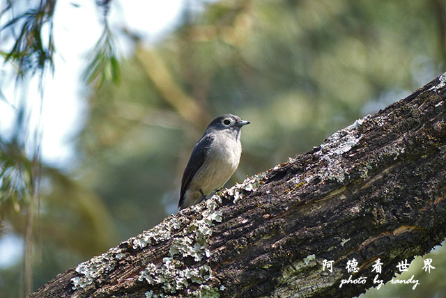 kericho3FZ200 (35).JPG kericho3FZ200 (35).JPG