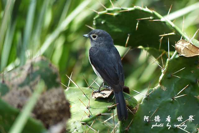 kericho3FZ200 (37).JPG kericho3FZ200 (37).JPG