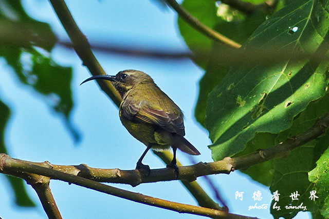 kericho3FZ200 (46).JPG kericho3FZ200 (46).JPG