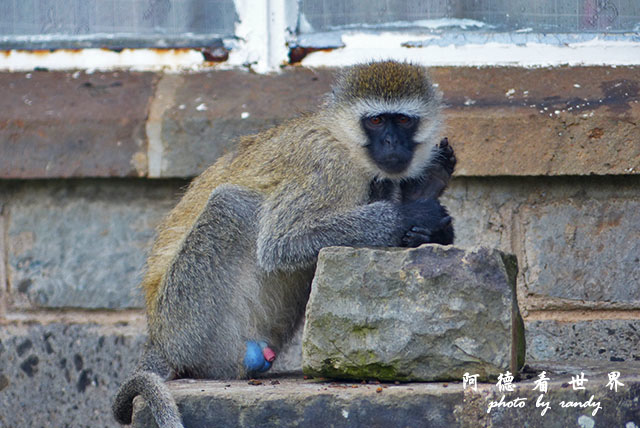 kericho3FZ200 (51).JPG kericho3FZ200 (51).JPG