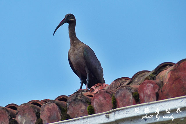 kericho3FZ200 (55).JPG kericho3FZ200 (55).JPG