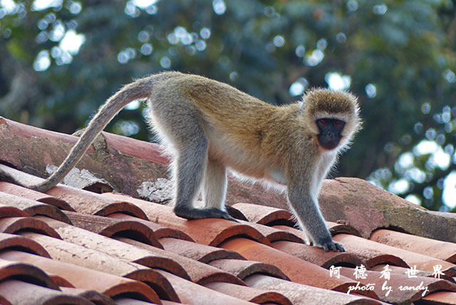 kericho3FZ200 (52).JPG kericho3FZ200 (52).JPG