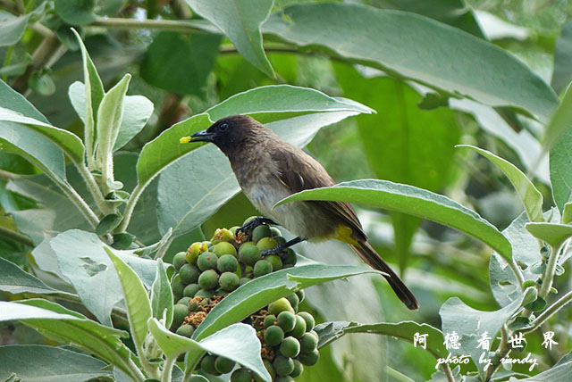 kericho3FZ200 (94).JPG kericho3FZ200 (94).JPG