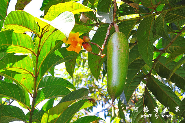 kericho3P7700 011.JPG kericho3P7700 011.JPG