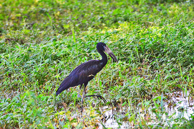 impalaD7000 006.JPG impalaD7000 006.JPG