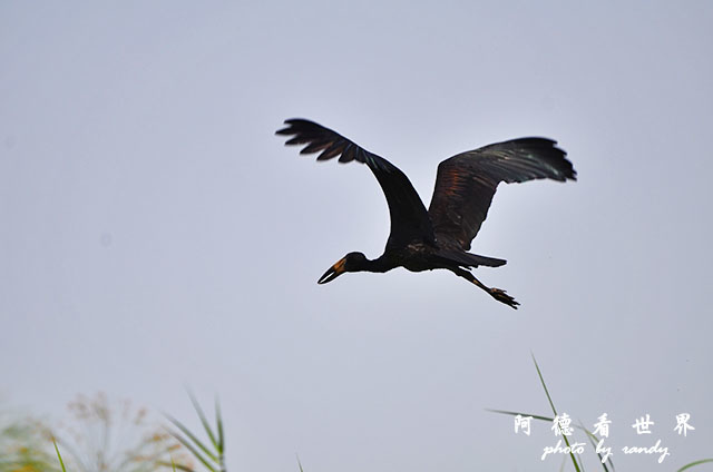 impalaD7000 009.JPG impalaD7000 009.JPG