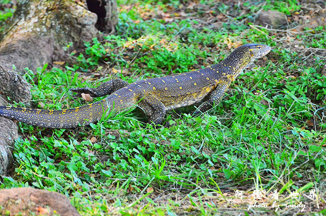 impalaD7000 016.JPG impalaD7000 016.JPG