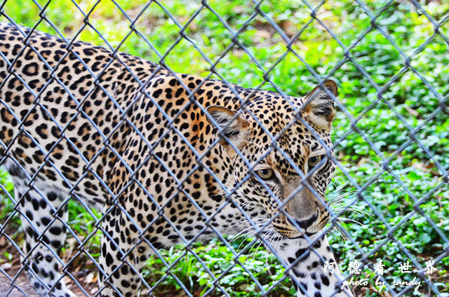 impalaD7000 022.JPG impalaD7000 022.JPG