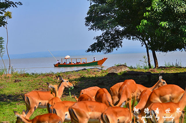 impalaD7000 029.JPG impalaD7000 029.JPG