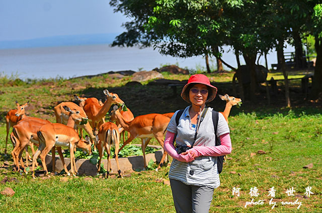 impalaD7000 031.JPG impalaD7000 031.JPG