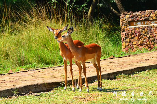 impalaD7000 047.JPG impalaD7000 047.JPG