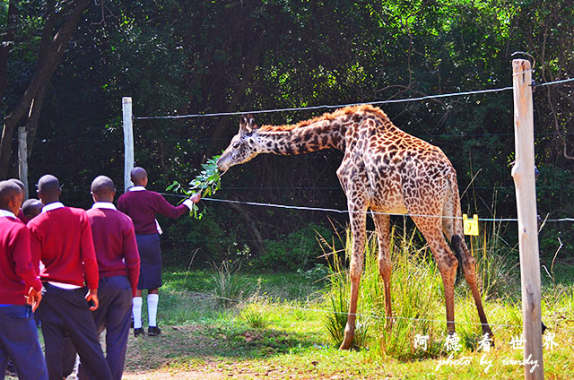 impalaD7000 055.JPG impalaD7000 055.JPG