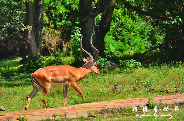 impalaD7000 087.JPG impalaD7000 087.JPG