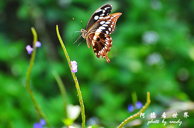 impalaD7000 115.JPG impalaD7000 115.JPG