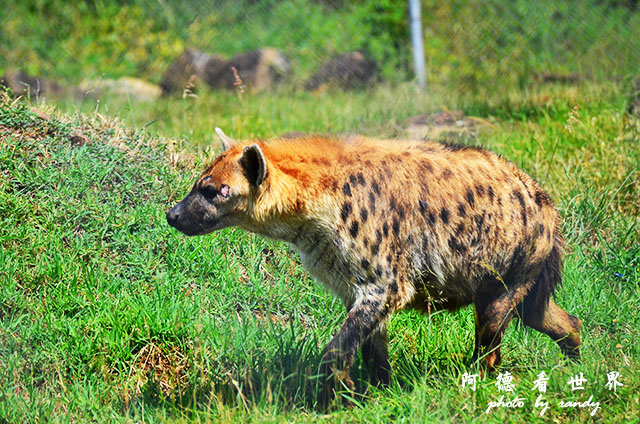 impalaD7000 135.JPG impalaD7000 135.JPG