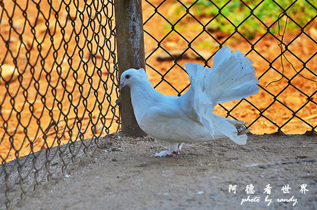 impalaD7000 145.JPG impalaD7000 145.JPG