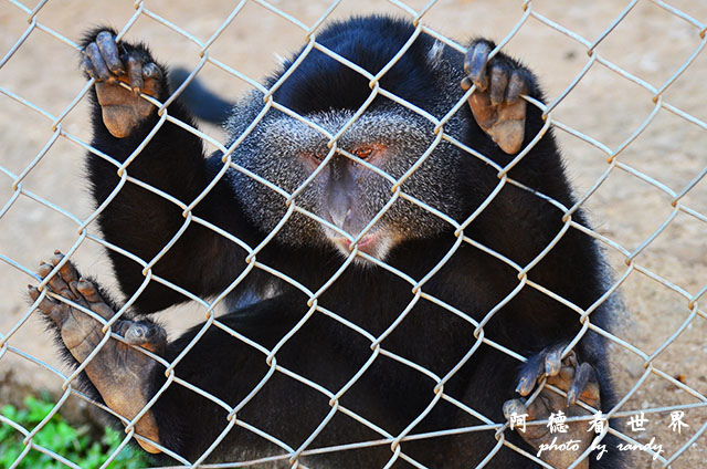 impalaD7000 152.JPG impalaD7000 152.JPG