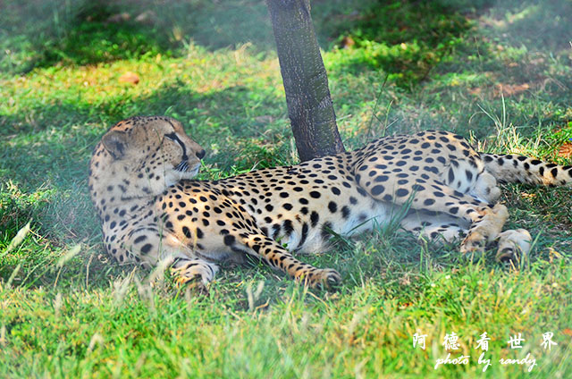 impalaD7000 170.JPG impalaD7000 170.JPG