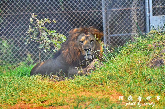 impalaD7000 173.JPG impalaD7000 173.JPG