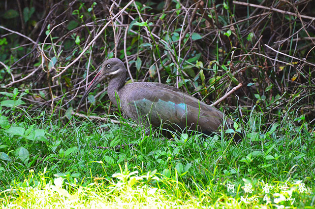 impalaD7000 182.JPG impalaD7000 182.JPG