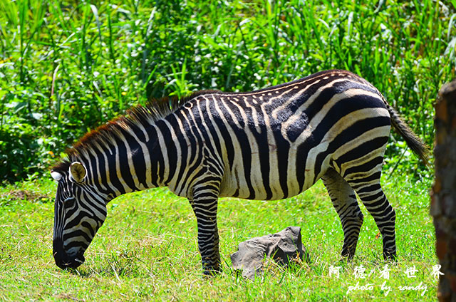 impalaD7000 185.JPG impalaD7000 185.JPG