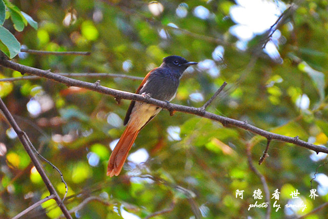 impalaD7000 199.JPG impalaD7000 199.JPG