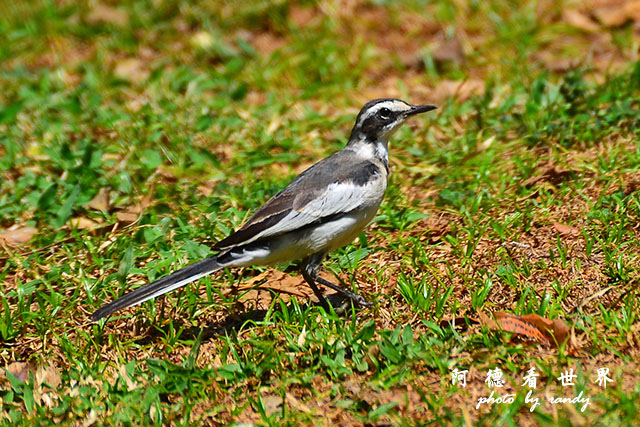 impalaD7000 203.JPG impalaD7000 203.JPG