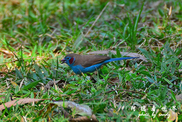 impalaD7000 210.JPG impalaD7000 210.JPG