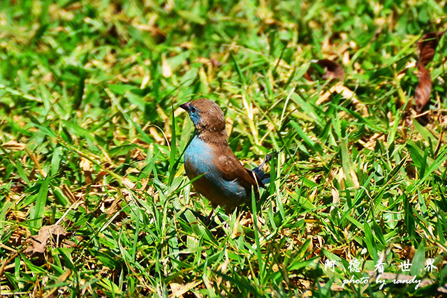 impalaD7000 213.JPG impalaD7000 213.JPG