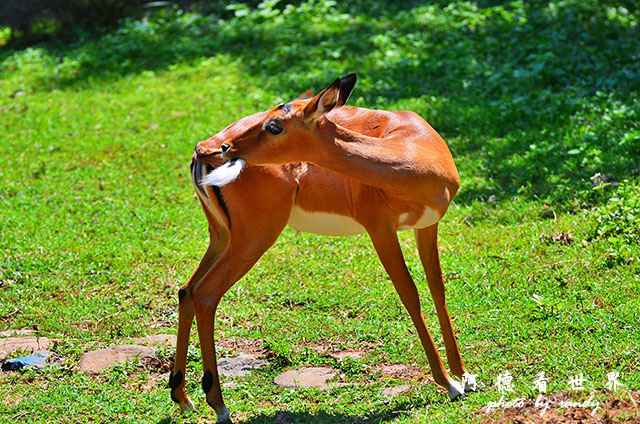 impalaD7000 226.JPG impalaD7000 226.JPG