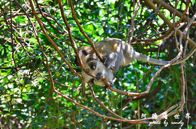 impalaD7000 240.JPG impalaD7000 240.JPG