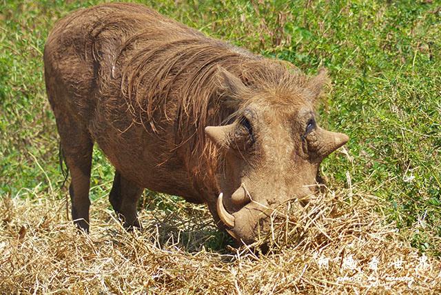 impalaFZ200 (9).JPG impalaFZ200 (9).JPG