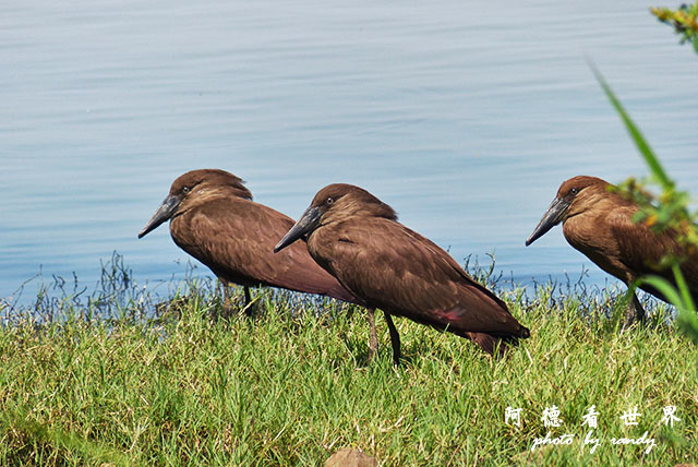 impalaFZ200 (5).JPG impalaFZ200 (5).JPG