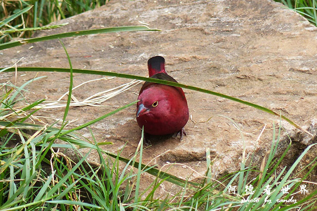 nairobi1FZ200 (42).JPG nairobi1FZ200 (42).JPG