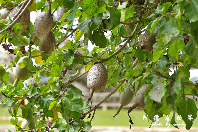 nairobi1FZ200 (36).JPG nairobi1FZ200 (36).JPG