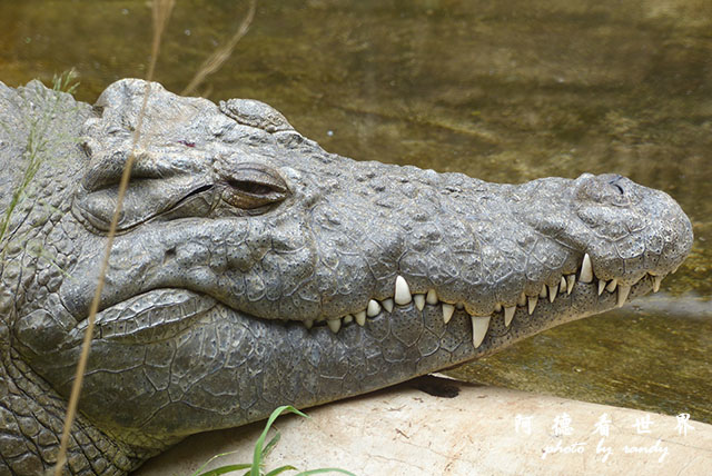 nairobi1FZ200 (57).JPG nairobi1FZ200 (57).JPG