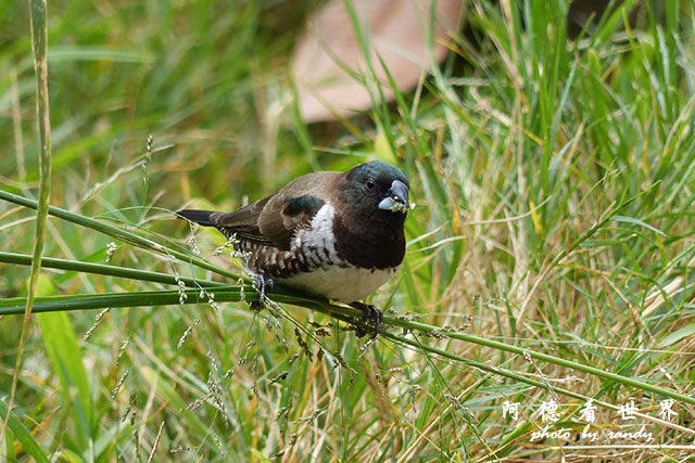 nairobi1FZ200 (50).JPG nairobi1FZ200 (50).JPG