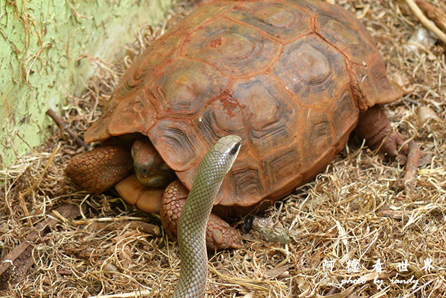 nairobi1FZ200 (115).JPG nairobi1FZ200 (115).JPG