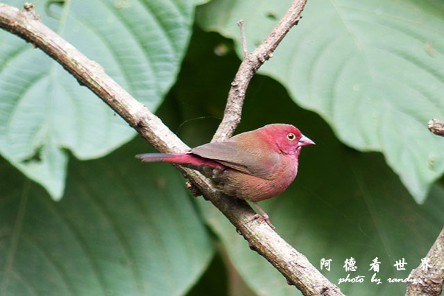 nairobi1FZ200 (165).JPG nairobi1FZ200 (165).JPG