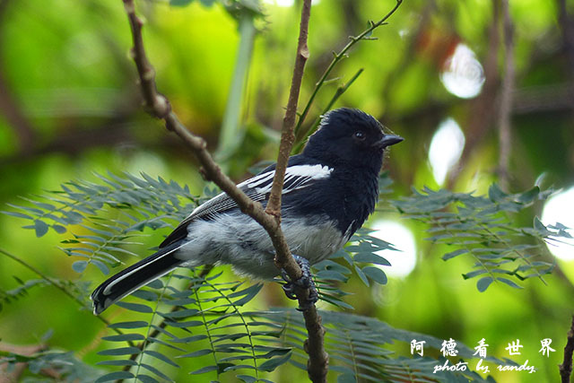 nairobi1FZ200 (156).JPG nairobi1FZ200 (156).JPG