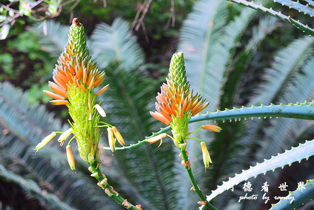 nairobi1P7700 099.JPG nairobi1P7700 099.JPG