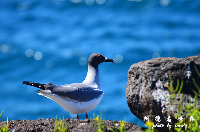 galapagos2 D7000 (30).JPG