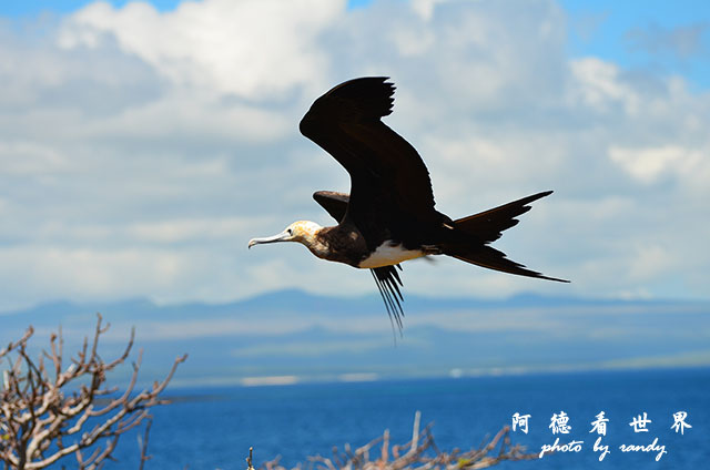 galapagos2 D7000 (49).JPG