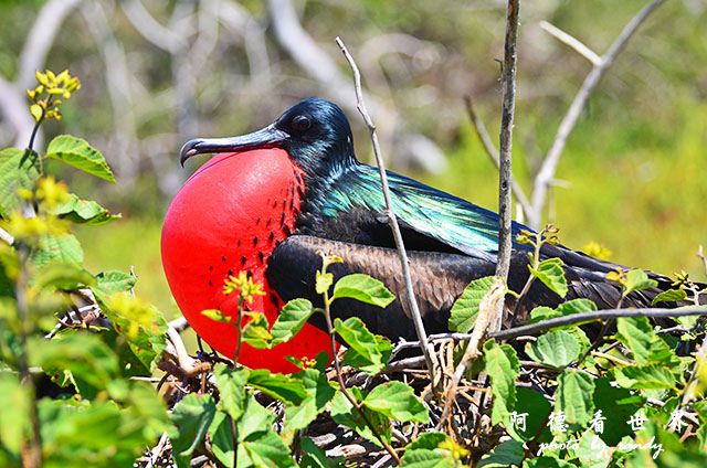 galapagos2 D7000 (58).JPG