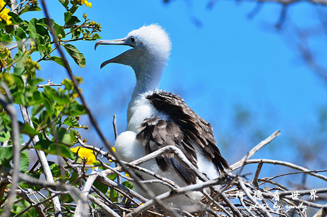 galapagos2 D7000 (68).JPG