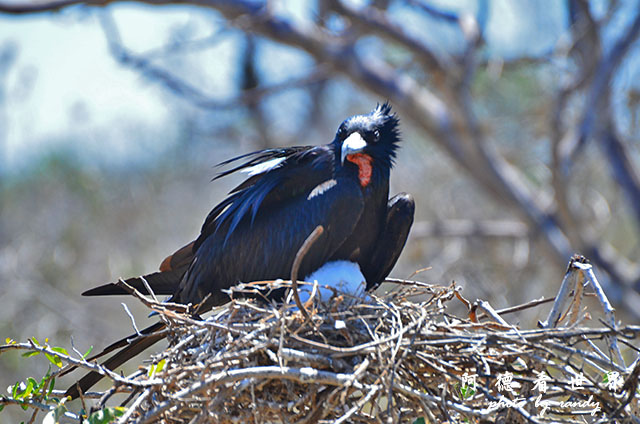 galapagos2 D7000 (62).JPG